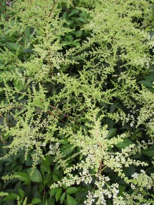 Spirea