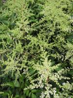Spirea - thumbnail