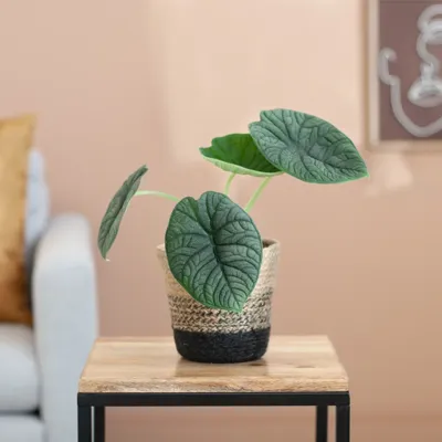 Alocasia Melo - olifantsoor - P14