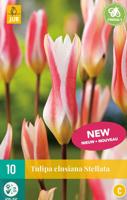 Tulipa clusiana Stellata JUB, 10 bloembollen - Jub - thumbnail