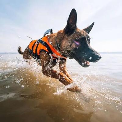 Non-stop dogwear® Hondenzwemvest Safe Life Jacket, oranje, Maat: 6