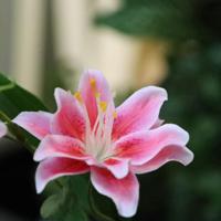 Lelietak Kunstbloem deluxe Roze 70cm - thumbnail