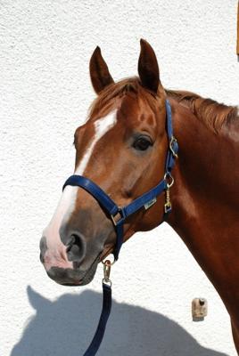 Bucas Halster Dublin