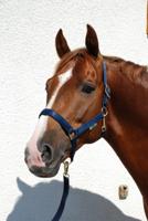 Bucas Halster Dublin - thumbnail