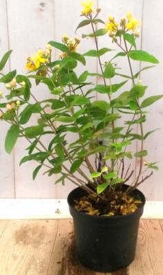Hypericum Sint-Janskruid Warentuin Natuurlijk - Warentuin natuurlijk