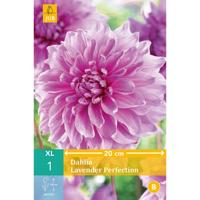 Dahlia Lavender perfection - thumbnail