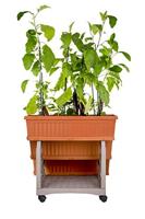 Bama orto di kit plantenbakken 80x74x73 cm terracotta - thumbnail