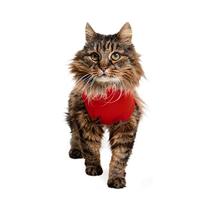 Medical Pet Shirt Kat Rood S - thumbnail