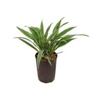 Dracaena deremensis popayan hydrocultuur plant - thumbnail