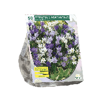 Bloembollen Brodiaea Mix per 50 stuks Baltus - Baltus - thumbnail
