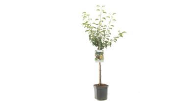 Perenboom Pyrus Communis Gieser Wildeman - Stoofpeer