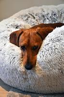 Croci hondenmand donut bicolor zwart - thumbnail