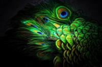 Schilderij - Pauw veren , Multikleur , 3 maten , Premium print - thumbnail