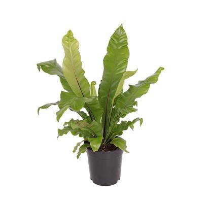 Asplenium Nidus P 17 cm