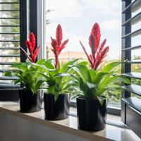 Bromelia Vriesea 'Stream' - thumbnail