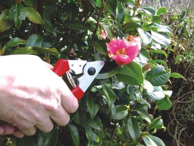 C.K G5631 Premium Takkenschaar 215 mm Bypass C.K G5631 Premium Takkenschaar 215 mm Bypass