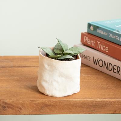 Hoya Krohniana Eskimo - P5