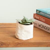 Hoya Krohniana Eskimo - P5 - thumbnail