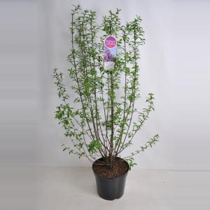 Sering (syringa chinensis "Saugeana") - 90-120 cm - 1 stuks Sering (syringa chinensis "Saugeana") - 90-120 cm - 1 stuks