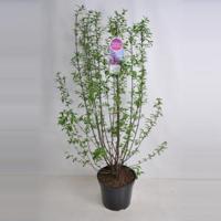Sering (syringa chinensis "Saugeana") - 90-120 cm - 1 stuks - thumbnail