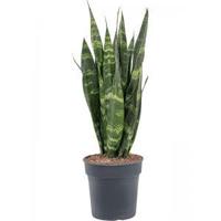 Sansevieria coral black S kamerplant - thumbnail