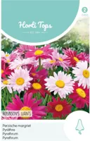 Zaden Chrysanthemum Perzische magriet Robinson's Giants Hortitops - Hortitops - thumbnail