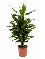 Dracaena janet lind S kamerplant - thumbnail