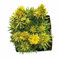 Taxus baccata david 40-50 cm Conifeer Venijnboom Warentuin Natuurlijk - Warentuin natuurlijk - thumbnail