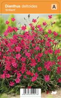 V.I.P.S. Dianthus deltoides ''Brillant''- steenanjer P9 - thumbnail