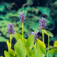 Moerings Pontederia cordata - Snoekkruid - thumbnail