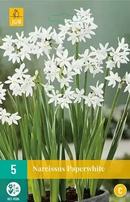 Narcissus Paperwhite bloembollen 3 bollen Narcis JUB - Jub