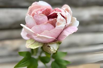 Enkele groene pioenroos Buitengewoon de Boet - Buitengewoon de boet