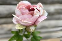 Enkele groene pioenroos Buitengewoon de Boet - Buitengewoon de boet - thumbnail