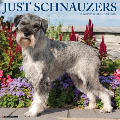 Schnauzer Kalender 2026