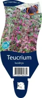 Teucrium lucidrys vaste plant Griffioen - Griffioen - thumbnail