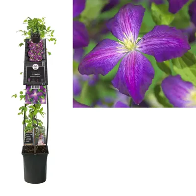 Klimplant Clematis Jackmanii Purpurea - Paarse Bosrank 120cm