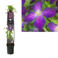 Klimplant Clematis Jackmanii Purpurea - Paarse Bosrank 120cm - thumbnail