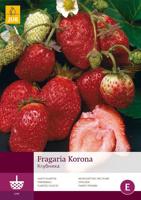 Fragaria korona 5st bloembol zomer Aardbei JUB - Jub - thumbnail