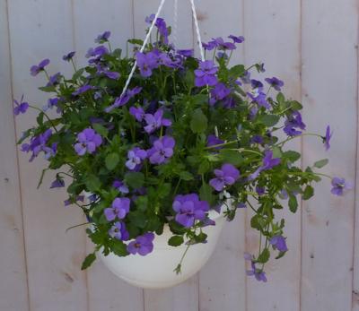 Bosviolen Violen blauw hangplant Viola Warentuin Natuurlijk - Warentuin natuurlijk