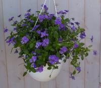 Bosviolen Violen blauw hangplant Viola Warentuin Natuurlijk - Warentuin natuurlijk - thumbnail