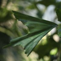 Fishtail Kunstpalm Deluxe XXL 300cm - thumbnail