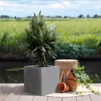 Nerium Oleander Struik - P30 - thumbnail