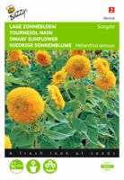 Zaden Helianthus Zonnebloem Sungold dubbelbloemig laag Buzzy - Buzzy - thumbnail
