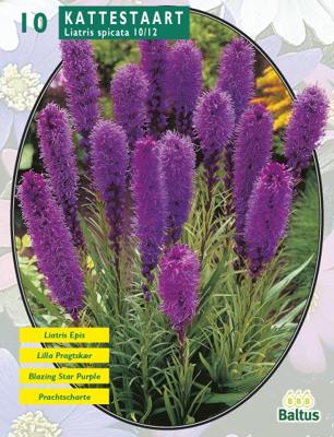 Zomer Bloembollen Liatris Spicata, Paars per 10 Baltus - Baltus