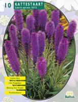 Zomer Bloembollen Liatris Spicata, Paars per 10 Baltus - Baltus - thumbnail