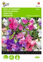 Lathyrus, Reuk- of siererwt Bijou - thumbnail