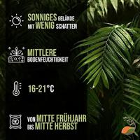 Palmboom - Kentiapalm - thumbnail