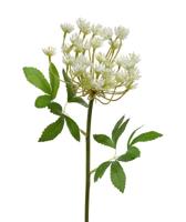 Dille kunsttak 55 cm crème - thumbnail