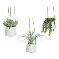 Decoratieve plant 800073 Vetplant 20 cm Om op te hangen Kunstmatig - thumbnail