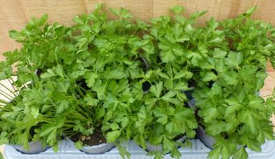 Kruiden selderij 8 potjes in tray Warentuin Natuurlijk - Warentuin natuurlijk